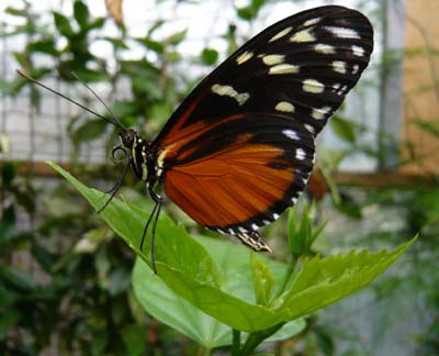 Photo of a butterfly on green leaf