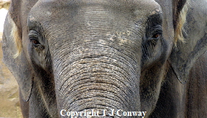 elephant close up photograph