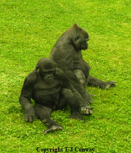 photograph of two gorillas