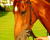 horse close up, photograph by Tom Conway