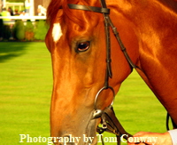 horse portrait photograph 