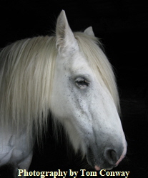 portrait of a white horse photograph