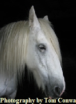 portrait of a white horse photograph